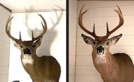 Before and after taxidermy repair and remount by K-J Creations
